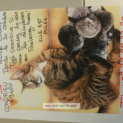 Foto 1/1 LOLA Chat perdido en Condrieu