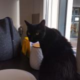 Foto del gato perdido en Berstett