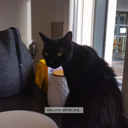 Foto 1/1 Lulu Chat perdido en Berstett