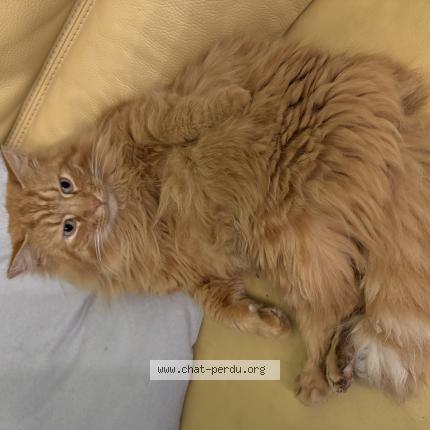 Foto 1/1 Tigrou Chat perdido en Caulaincourt