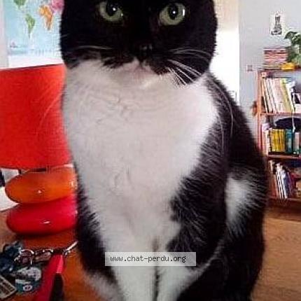 Foto 1/1 Gato encontrado Perdido en Dissay