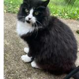 Foto del gato perdido en St Forget