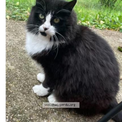 Foto 1/1 V&eacute;nus ou Mimi Chat perdido en St forget