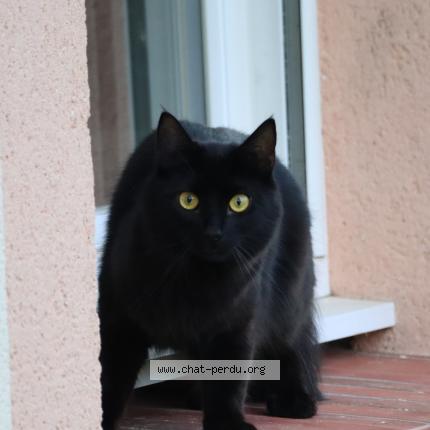 Foto 1/1 Chopper Chat perdido en Bourneville