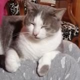 Foto del gato perdido en Saint Paul