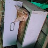 Foto del gato perdido en Ghaziabad