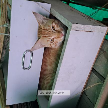 Foto 1/1 Coco Chat perdido en Ghaziabad