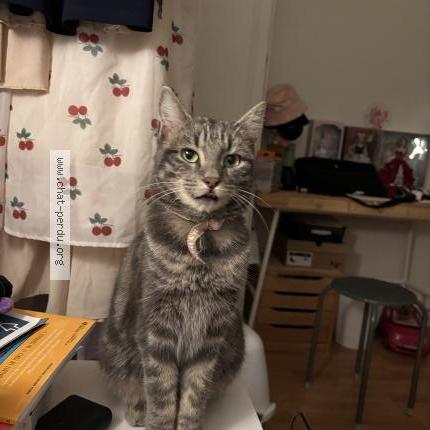 Foto 1/1 Gato encontrado Encontrado en Clermont ferrand