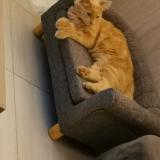 Foto del gato perdido en Aigondigne