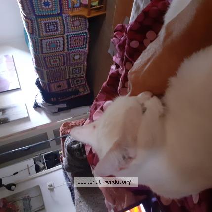 Foto 1/1 White Chat perdido en Luxe