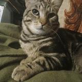 Foto del gato perdido en Toudon