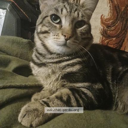 Foto 1/1 TAYSON Chat perdido en Toudon