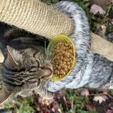 Foto del gato perdido en Mantes La Jolie