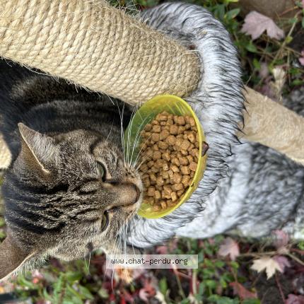 Foto 1/3 Gato encontrado Perdido en Mantes la jolie