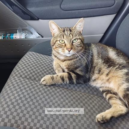 Foto 2/3 Gato encontrado Perdido en Mantes la jolie
