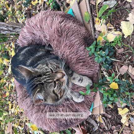 Foto 3/3 Gato encontrado Perdido en Mantes la jolie