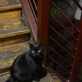 Foto del gato perdido en Arnaud Bernard Toulouse 31000