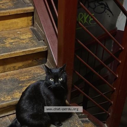 Foto 1/1 Gato encontrado Perdido en Arnaud bernard toulouse 31000