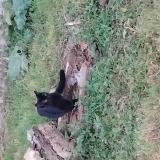 Foto del gato perdido en Magnieres