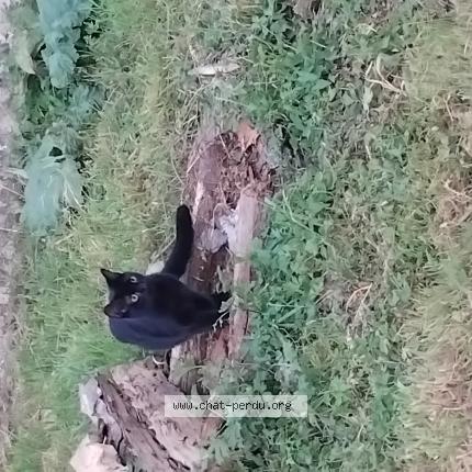 Foto 1/1 Puma Chat perdido en Magnieres