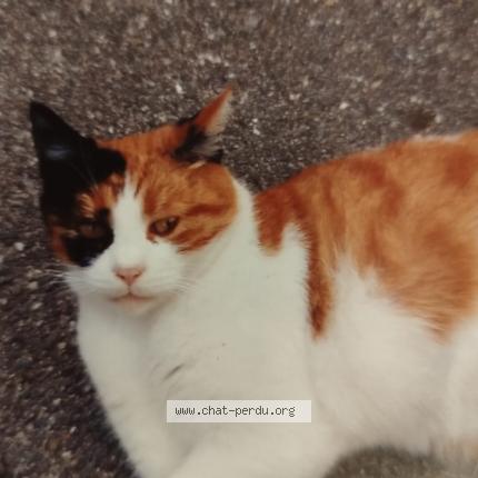 Foto 1/1 Mina Chat perdido en Durmenach