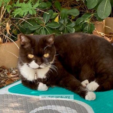 Foto 1/1 Garou - Récompense Chat perdido en Saint cyr sur mer