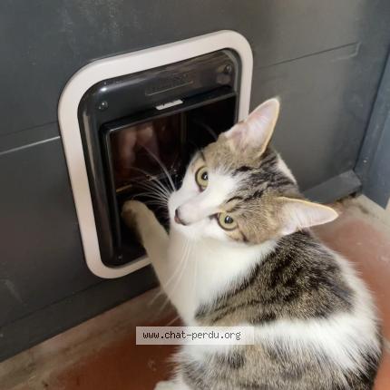 Foto 1/1 Yoshi Chat perdido en Tournefeuille