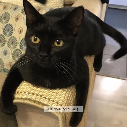 Foto 1/1 Baccara Chat perdido en Champigny sur marne