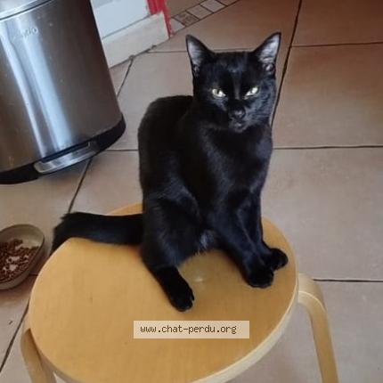 Foto 1/1 Gato encontrado Perdido en Ramonville