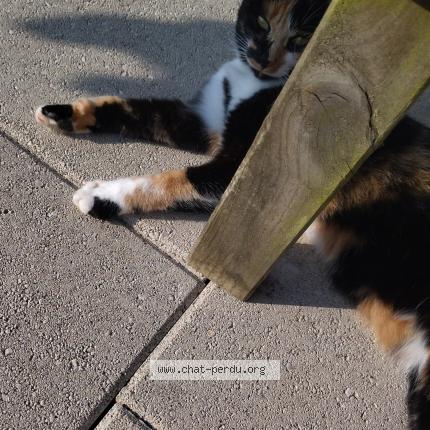 Foto 1/1 Paloma Chat perdido en Cherbourg en cotentin