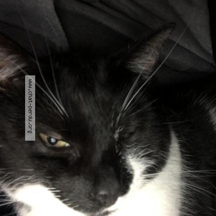 Foto 1/1 Katchou Chat perdido en Brossard