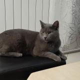 Foto del gato perdido en Hayange Marspich