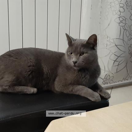 Foto 1/1 Grey Chat perdido en Hayange marspich