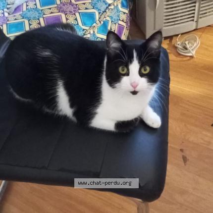 Foto 1/1 Métisse Chat perdido en Libourne