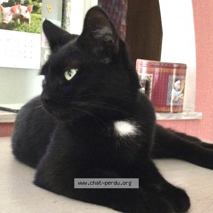 Foto 1/1 Timmy Chat perdido en Quaregnon