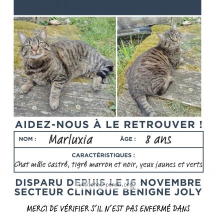 Foto 1/1 Marluxia Chat perdido en Talant