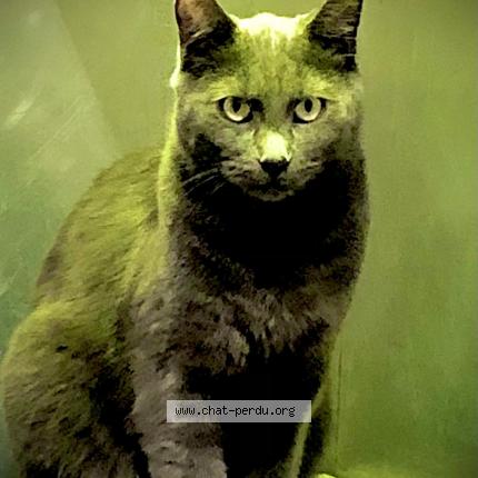 Foto 1/1 Grizou Chat perdido en Boulogne billancourt