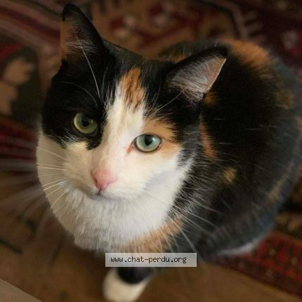 Foto 1/1 Lisbonne Chat perdido en Parsac rimondeix