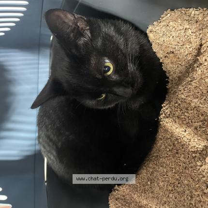 Foto 1/1 Baguera Chat perdido en Canet