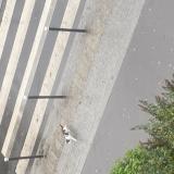 Foto de gato encontrado en Vitry Sur Seine