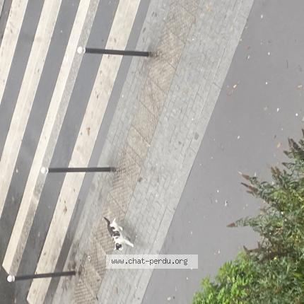 Foto 1/1 Gato encontrado Encontrado en Vitry sur seine