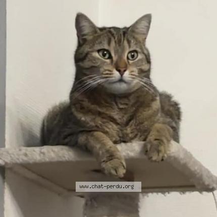 Foto 1/1 Spyro Chat perdido en Bondy