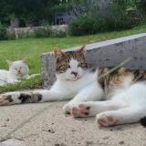 Foto del gato perdido en Remilly