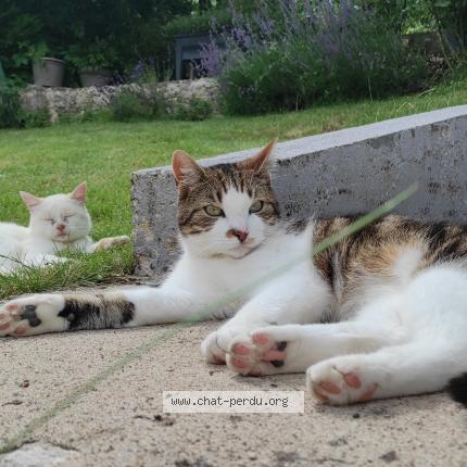 Foto 1/1 Paddington Chat perdido en Remilly