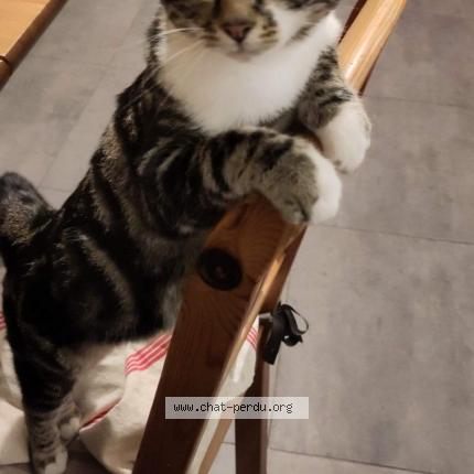Foto 1/1 Chuck Chat perdido en Saint brieuc