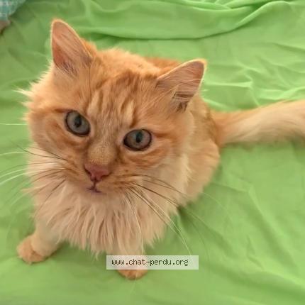 Foto 1/2 Akamaru Chat perdido en Toulouse