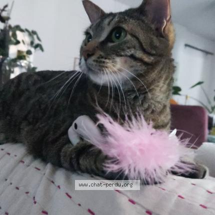 Foto 1/1 Tsuki Chat perdido en Limeil brevannes