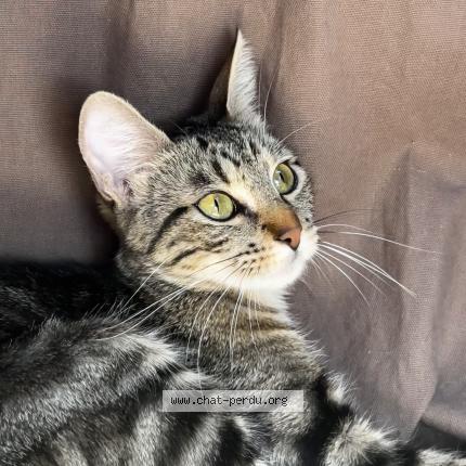 Foto 1/1 Uranium Chat perdido en Villereal