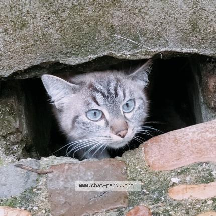 Foto 1/2 Charlie Chat perdido en Chateau gontier