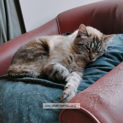 Foto 2/2 Charlie Chat perdido en Chateau gontier